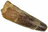 Fossil Spinosaurus Tooth - Real Dinosaur Tooth #327634-1